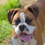 Photo of Doggie Dayz Camp