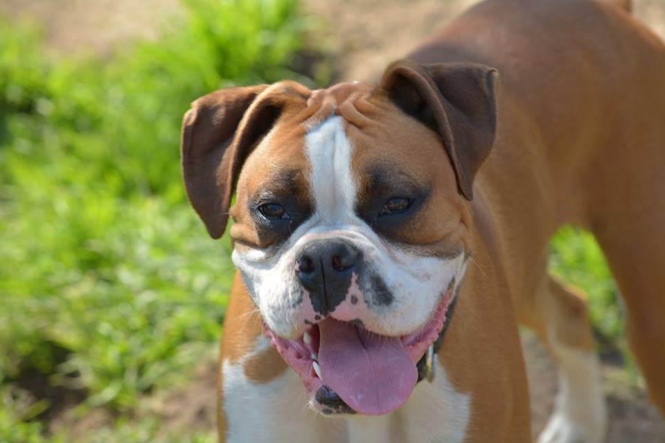 Doggie Dayz Camp - pet boarding facility in Clovis, CA