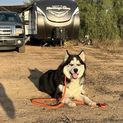 Dynamic K-9 Dog Training - Previous clients malamute after our board & train program