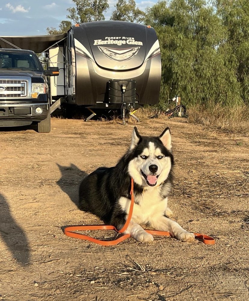 Pet Training: DYNAMIC K-9 DOG TRAINING LLC - Updated October 2024 ...
