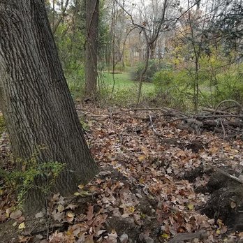 Do All Construction Paving and Sealcoating - Leaning tree (see others for perspective). Trench dug 180 degrees around tree trunk severing half of supporting roots. A total loss. - Masonry/Concrete Near Me