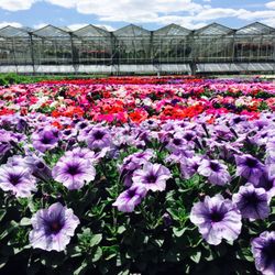 Fresh Annuals from our local greenhouse