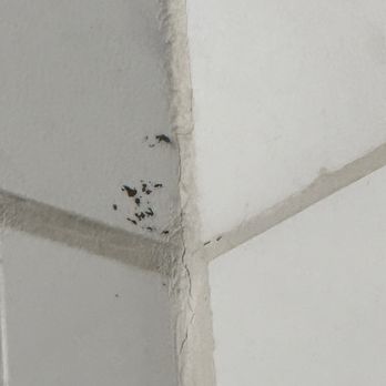 The Millwood - Black mold - Hotels Near Me - Millbrae, California The Millwood - Black mold - Hotels Near Me - Millbrae, California