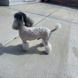 All About Dogs - What I got and still charged me full price!!! And the front girl was rude as well!!!!