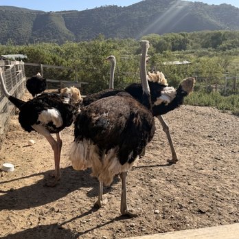 Ostrichland USA - Attraction Farms Near Me - Solvang, California Ostrichland USA - Attraction Farms Near Me - Solvang, California