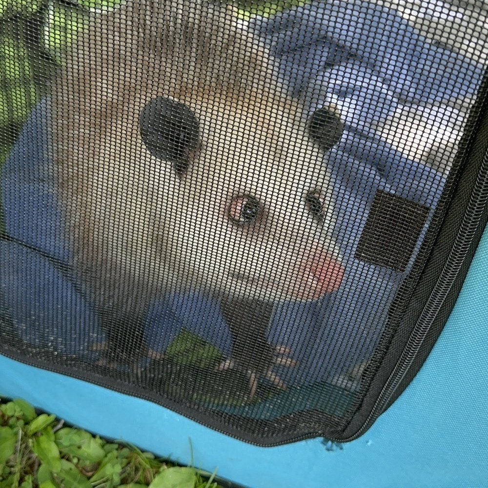 Ohio Wildlife Center - Ruth (Opossum Ambassador) - Community Service/Non-Profit Near Me - Powell, Ohio