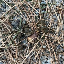McCloud RV Resort - Cat poop :(