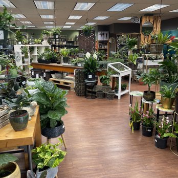 Blackhawk Hardware - Instagram @Kurly_Kollects_Plants - Nurseries & Gardening Near Me - Charlotte, North Carolina