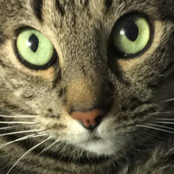 Absolutely Reliable Cat Sitting - My kitty, Tiger - Pet Sitting Near Me - Lacey, Washington