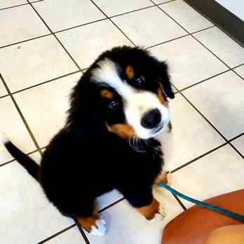 Springfield Side Kick Dog Training, Boarding, Daycare & Grooming - Puppy Class. AKC STAR Puppies. - Pet Training Near Me - Ozark, Missouri Springfield Side Kick Dog Training, Boarding, Daycare & Grooming - Puppy Class. AKC STAR Puppies. - Pet Training Near Me - Ozark, Missouri