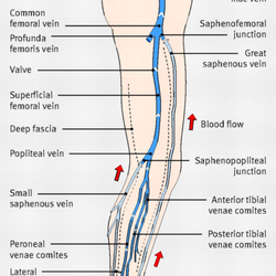 Space Coast Vascular