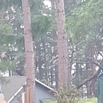 Joaquins Tree Expert - Tree Services Near Me