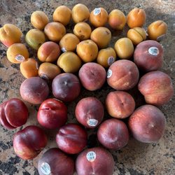 Friesen Family Farms