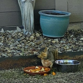 Bell Flatirons Apartments - Feeding station...fruits and veggies. Squirrels don't get in our trash since I have been doing this - Apartments Near Me - Louisville, Colorado