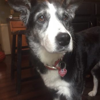 Fishers Veterinary Hospital - Veterinarians Near Me - Fishers, Indiana Fishers Veterinary Hospital - Veterinarians Near Me - Fishers, Indiana