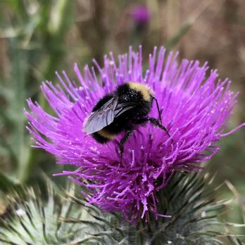 XterminatriX - Bumble Bee - Pest Control Near Me XterminatriX - Bumble Bee - Pest Control Near Me