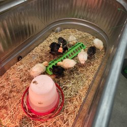 Coastal Farm & Ranch - Turkeys for sale