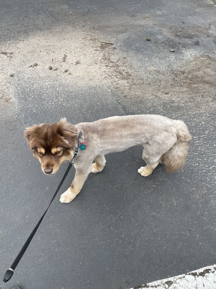 ELEGANT DOG GROOMING Updated March 2024 122 Photos & 100 Reviews