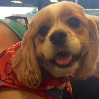 PetSmart - Our Patriotic Puppy! Prince loved his grooming with Ashlee! - Pet Training Near Me - Arlington, Texas
