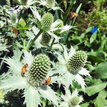 Denver Botanic Gardens - Pollinators! - Botanical Gardens Near Me - Denver, Colorado Denver Botanic Gardens - Pollinators! - Botanical Gardens Near Me - Denver, Colorado