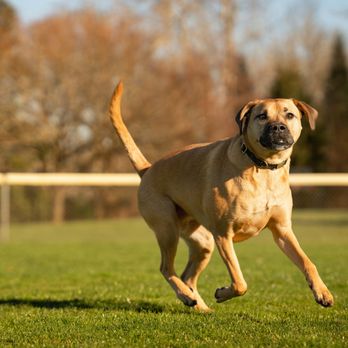 Always Celebrating Photography - An outdoor pet portrait session in Kirkland, WA. - Session Photography Near Me - Covington, Washington Always Celebrating Photography - An outdoor pet portrait session in Kirkland, WA. - Session Photography Near Me - Covington, Washington