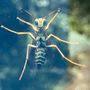 Photo of A1 Exterminators