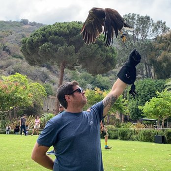 Catalina Falconry Experience - Active Life Near Me - Avalon, California Catalina Falconry Experience - Active Life Near Me - Avalon, California