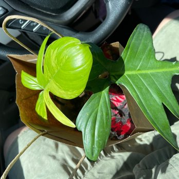Asio Verde - I bought a philodendron Florida green beauty and  a begonia rex. - A potted plant with large, vibrant green leaves is held in a person's lap inside a vehicle, with the dashboard and part of the person's clothing visible. - Nurseries & Gardening Near Me - Merced, California
