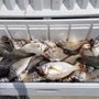 Photo of Abdow's Magic Fishing Charters