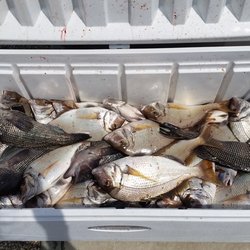 Abdow's Magic Fishing Charters - Lots of fish caught with Captain Mike Abdow