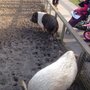 Photo of Kinderboerderij De Kraal
