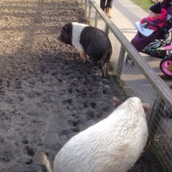 Kinderboerderij De Kraal - Hoe toepasselijk: Rotje en Knor!
