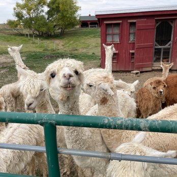Heritage Farm Alpacas & Events - Wedding Planning Near Me - Flora, Indiana Heritage Farm Alpacas & Events - Wedding Planning Near Me - Flora, Indiana