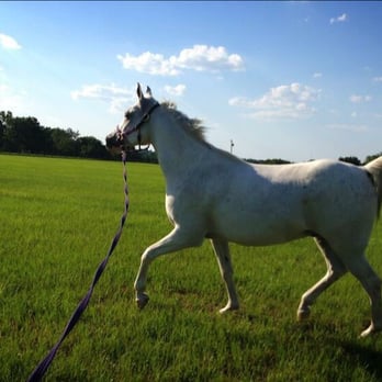 Wind Song Equestrain Farm - A 10 acre field sits fully fenced in the back of the property. - Horse Boarding Near Me - Apopka, Florida