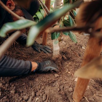 Arkadia Tree Services - Root pruning on new tree planting. 

Newport Beach
Francisco mancilla 
Certified arborist
CERT ID: WE-15742A - Tree Services Near Me