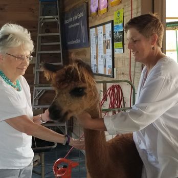 Northern Solstice Alpaca Farm - Attraction Farms Near Me - Unity, Maine Northern Solstice Alpaca Farm - Attraction Farms Near Me - Unity, Maine