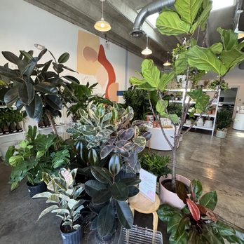 Flora - Nurseries & Gardening Near Me - Nashville, Tennessee Flora - Nurseries & Gardening Near Me - Nashville, Tennessee