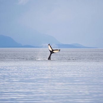 Quicksilver Charters - Whale - Snorkeling Near Me - Wailuku, Hawaii
