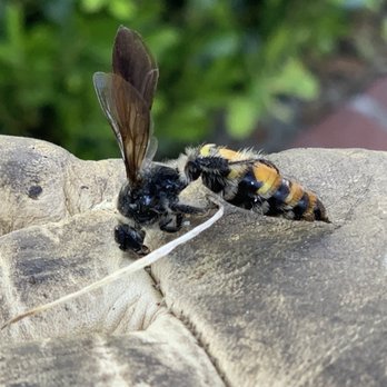 Busy Bee Removal - Yikes! This guy was huge. - Pest Control Near Me - Burbank, California Busy Bee Removal - Yikes! This guy was huge. - Pest Control Near Me - Burbank, California