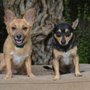 Photo of Kristens Dog Daycare & Boarding