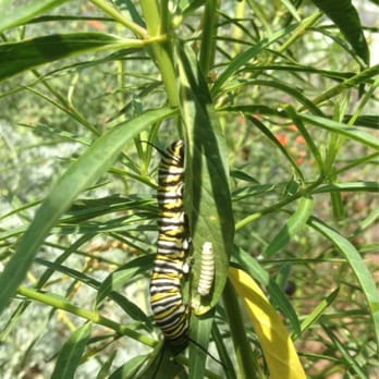 Matilija Nursery - Narrow leaf milkweed & monarch caterpillars. - Nurseries & Gardening Near Me - Moorpark, California Matilija Nursery - Narrow leaf milkweed & monarch caterpillars. - Nurseries & Gardening Near Me - Moorpark, California