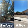 Photo of VIP Tree Care