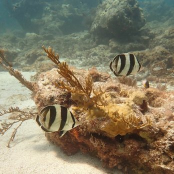 Sail Fish Scuba - Scuba Diving Near Me - Key Largo, Florida