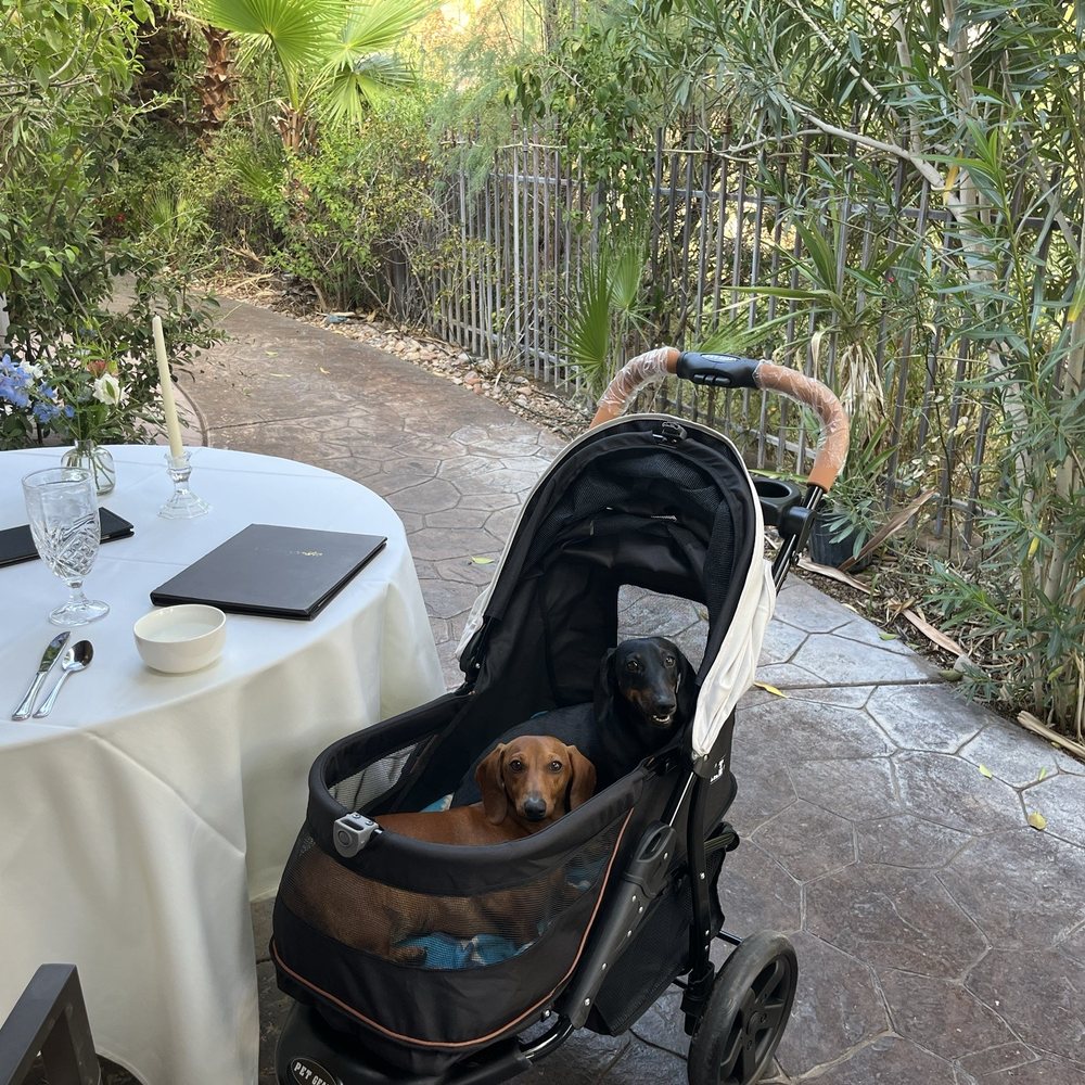 Aragosta - Dogs enjoying the beautiful patio - Modern European Near Me - St. George, Utah Aragosta - Dogs enjoying the beautiful patio - Modern European Near Me - St. George, Utah