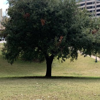 Wooldridge Park - Spectacular old oak tree - Parks Near Me - Austin, Texas