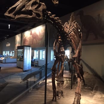 Field Museum - The definitive dinosaur - Museums Near Me - Chicago, Illinois Field Museum - The definitive dinosaur - Museums Near Me - Chicago, Illinois