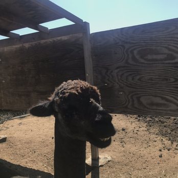 A Simpler Time Alpaca Farm And Mill - Knitting Supplies Near Me - El Cajon, California
