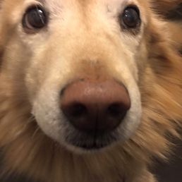 Okie's unconditional love daily look!