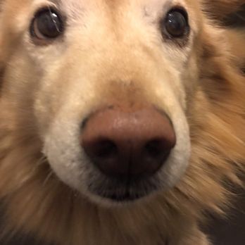 Boston Dog Lodge - Okie's unconditional love daily look! - Pet Boarding Near Me