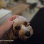 Photo of Paws N Claws Pet Sitting In Your Home